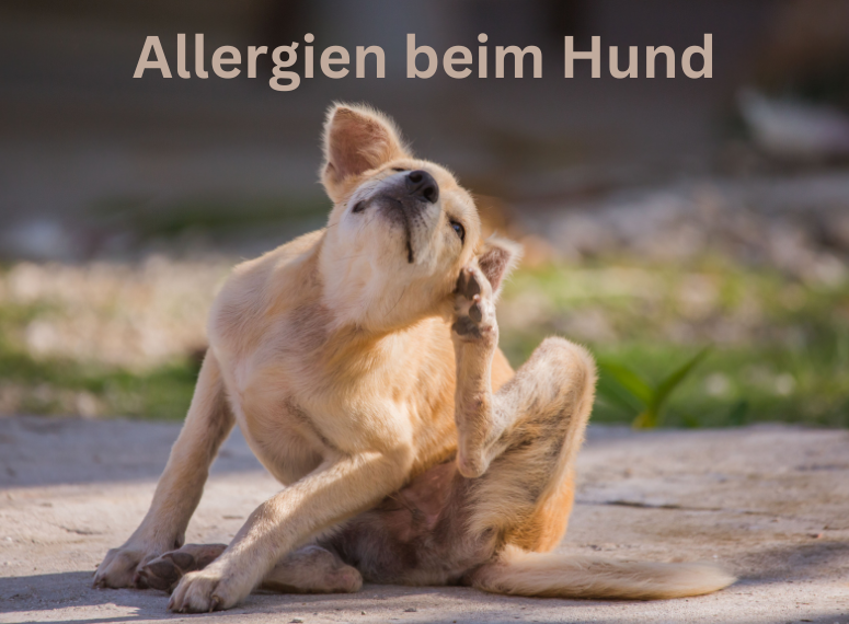 Allergie Hund