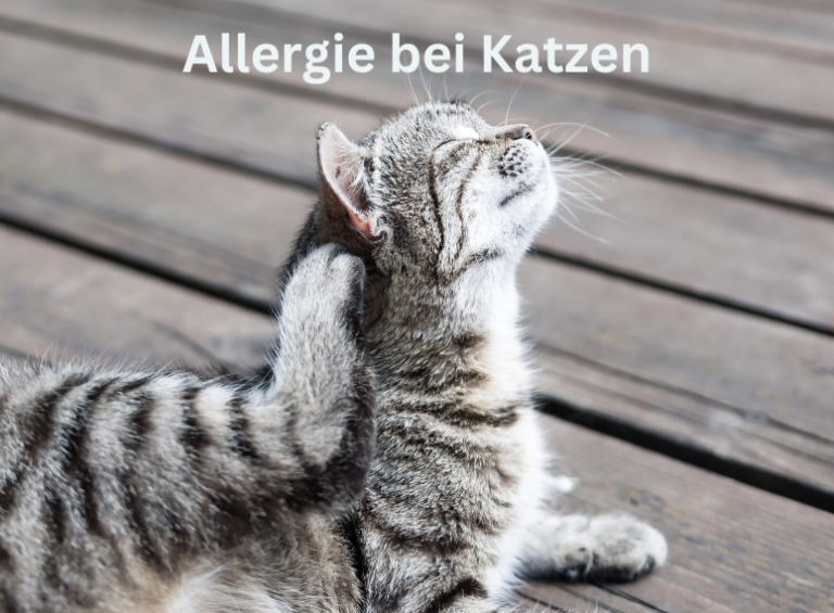 Allergie bei Katzen
