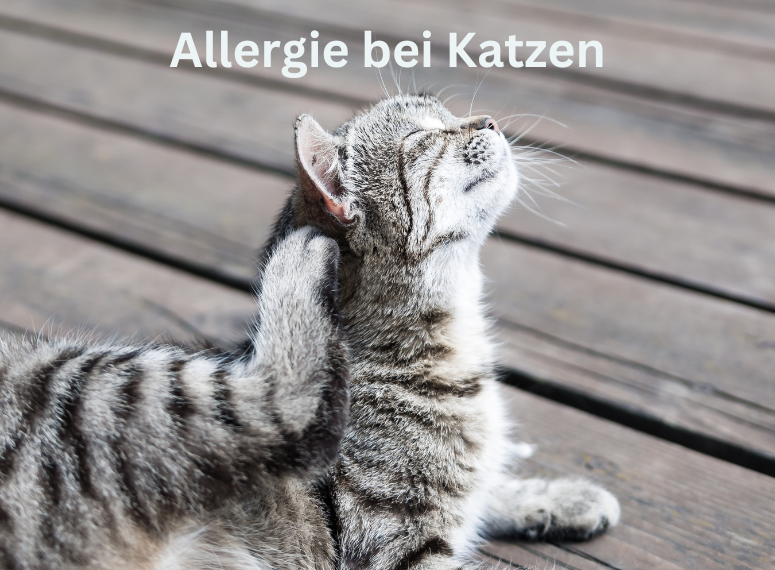 Allergie Katze