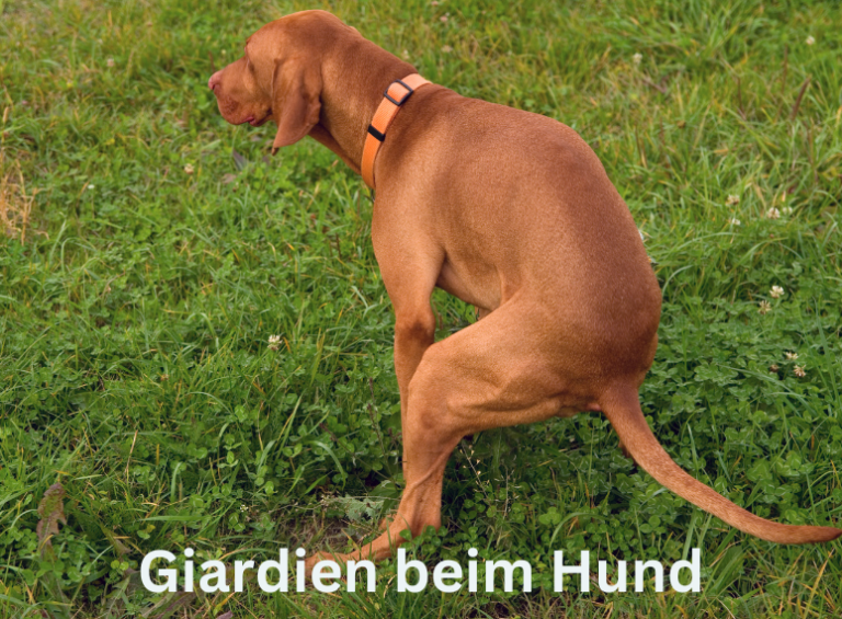 Giardien beim Hund
