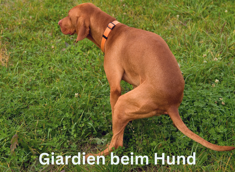 Giardien Hund