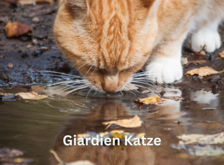 Giardien bei Katzen