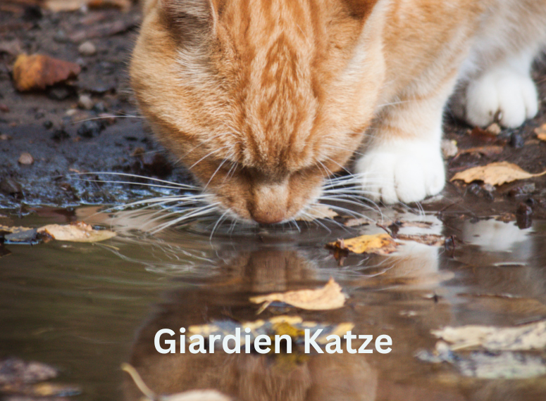 Giardien Katze