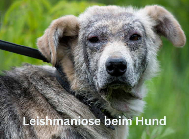 Leishmaniose beim Hund