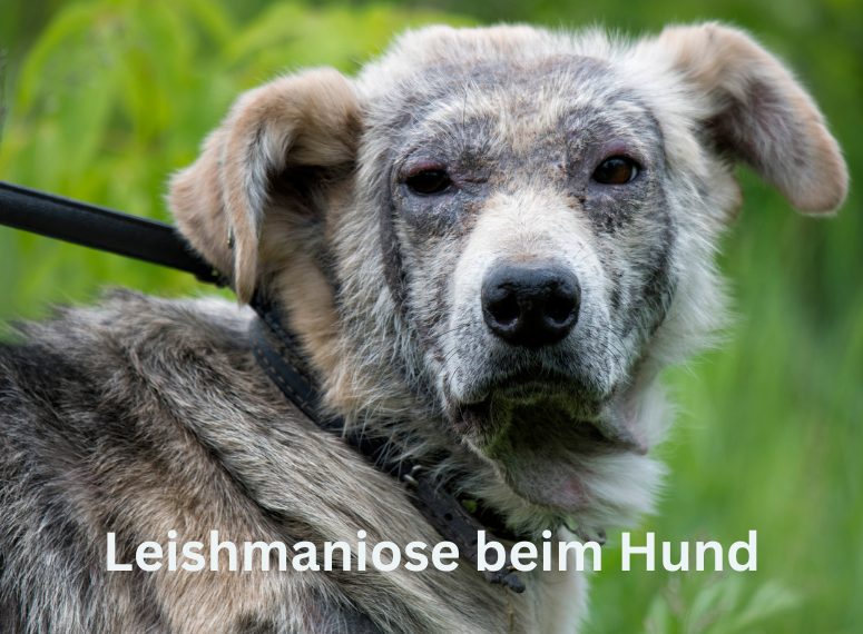 Leishmaniose Hund