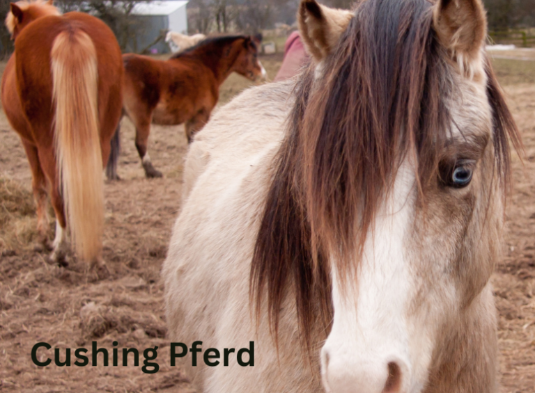 Cushing (PPID) beim Pferd