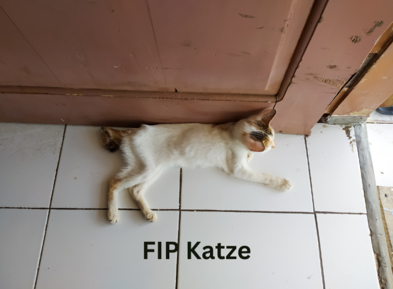 FIP bei Katzen