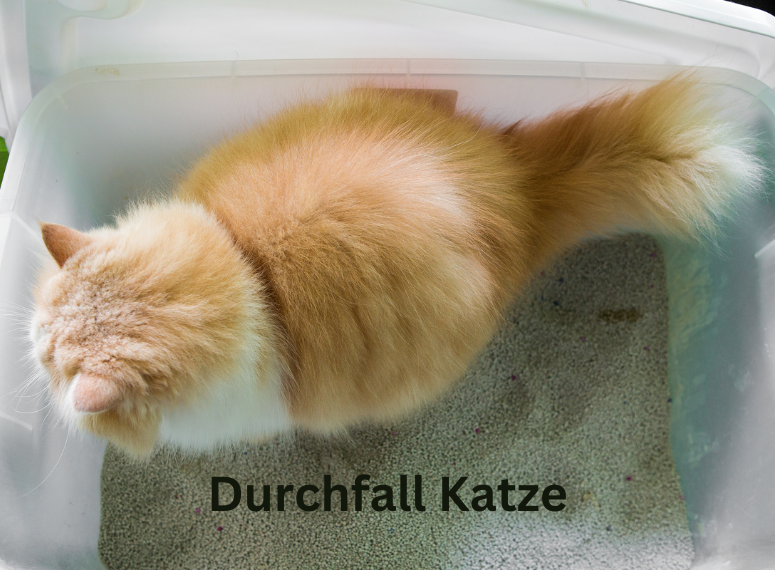 Durchfall bei Katzen