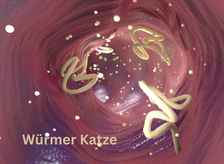 Wurmbefall bei Katzen