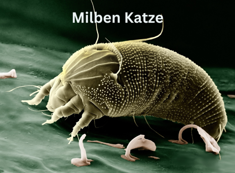 Milben bei Katzen