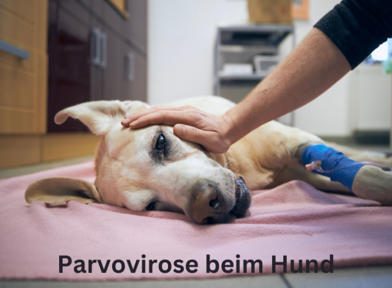 Parvovirose beim Hund