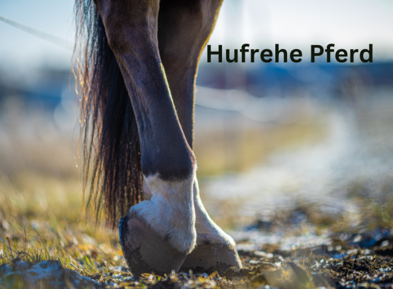 Hufrehe beim Pferd