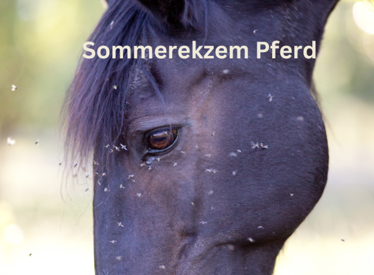 Sommerekzem beim Pferd